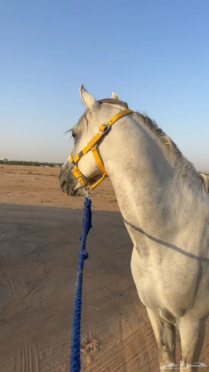 حصان عربي 0