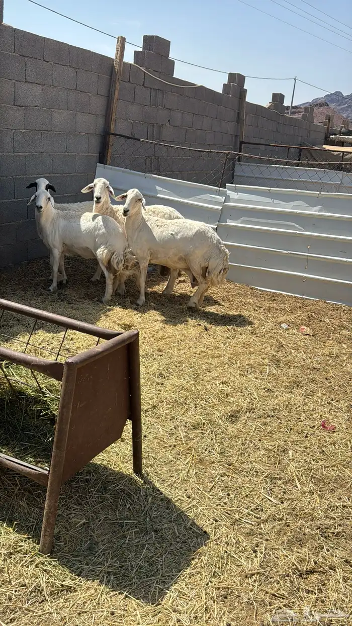 ضان دفيع وضريع 4