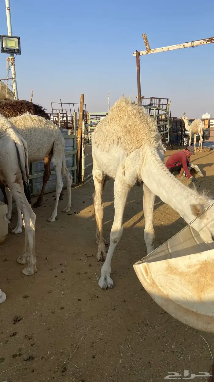 حشو . حشوان جمله 2