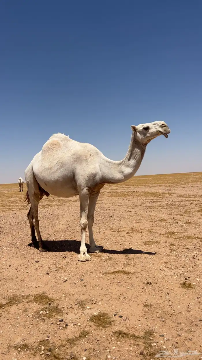 للبيع عشراء وضحاء تحتها بكره طيبه عمرها 6 شهور وفوق 1