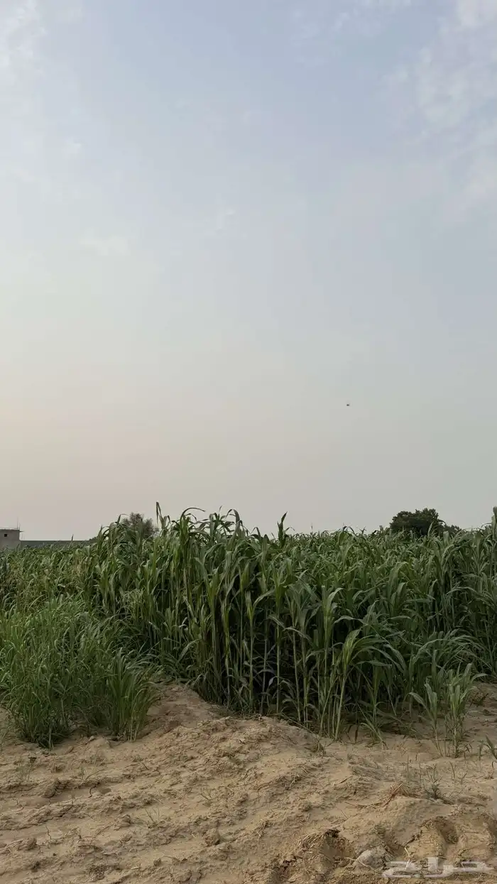 قصب اخضر لبيع 2