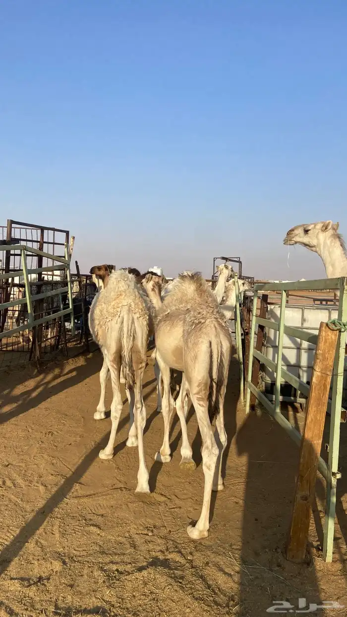 حشو . حشوان جمله 1