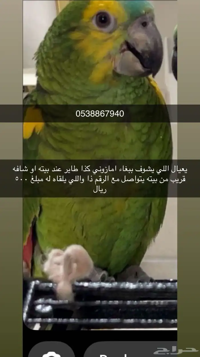 ببغاء امازوني ضايع من راعيه و الي يحصله له مكافأة 500 رقم 1