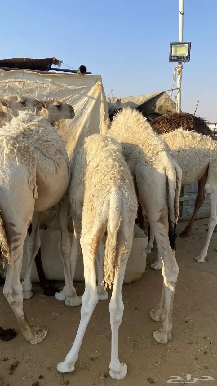 حشو . حشوان جمله 3