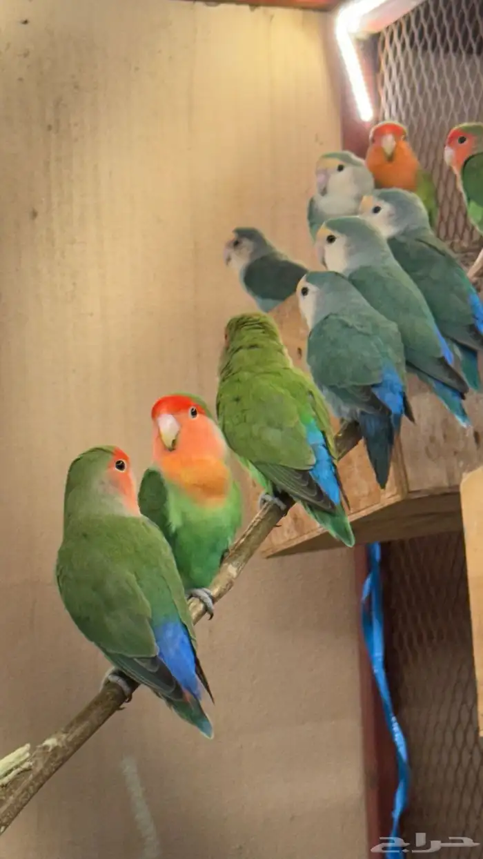 أزواج روز 1