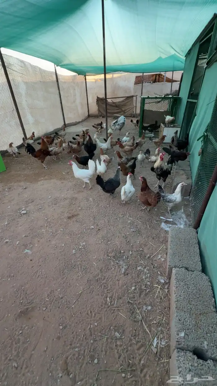 للبيع دجاج بلدي جروم كبار 1