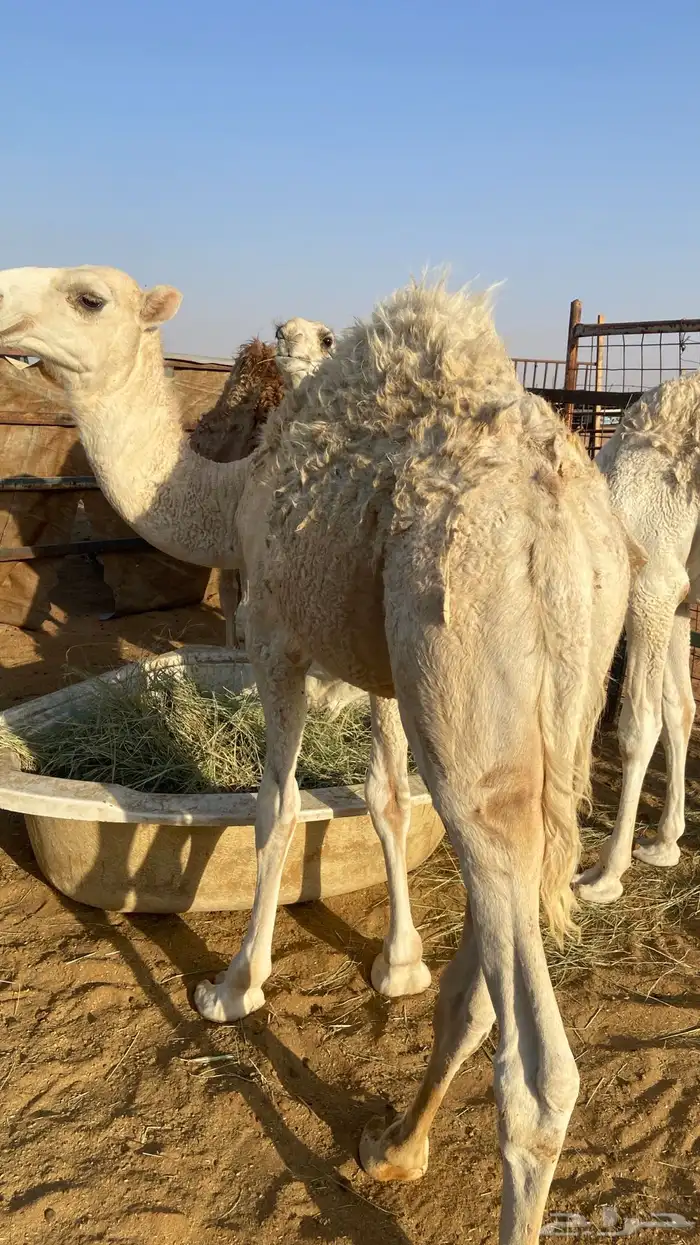 حشو . حشوان جمله 6