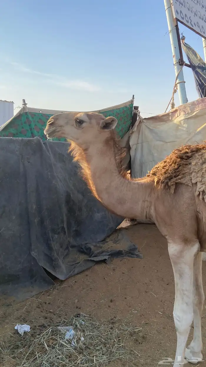 حشو . حشوان جمله 0