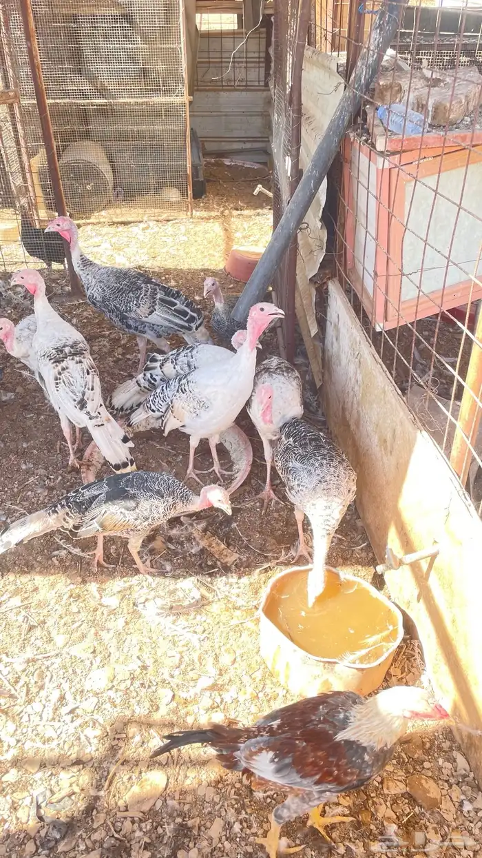 يوجد دجاج بلدي وباكستان وبط و وز و رومي 1