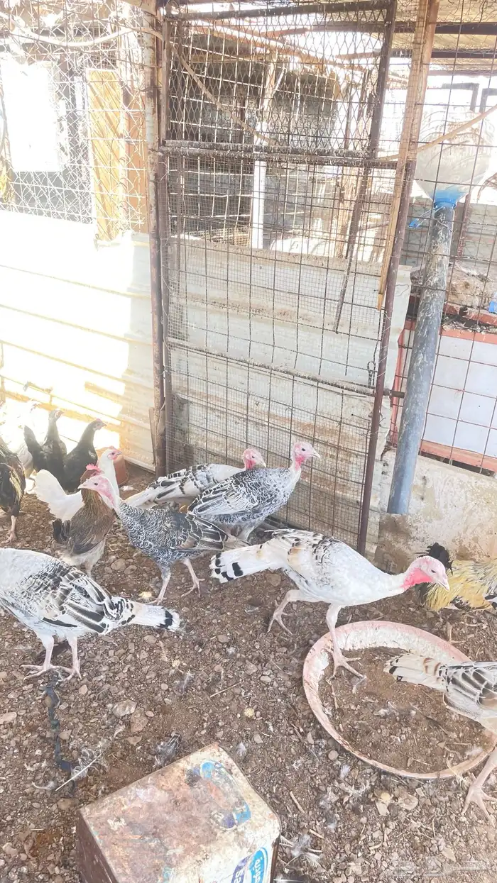 يوجد دجاج بلدي وباكستان وبط و وز و رومي 18
