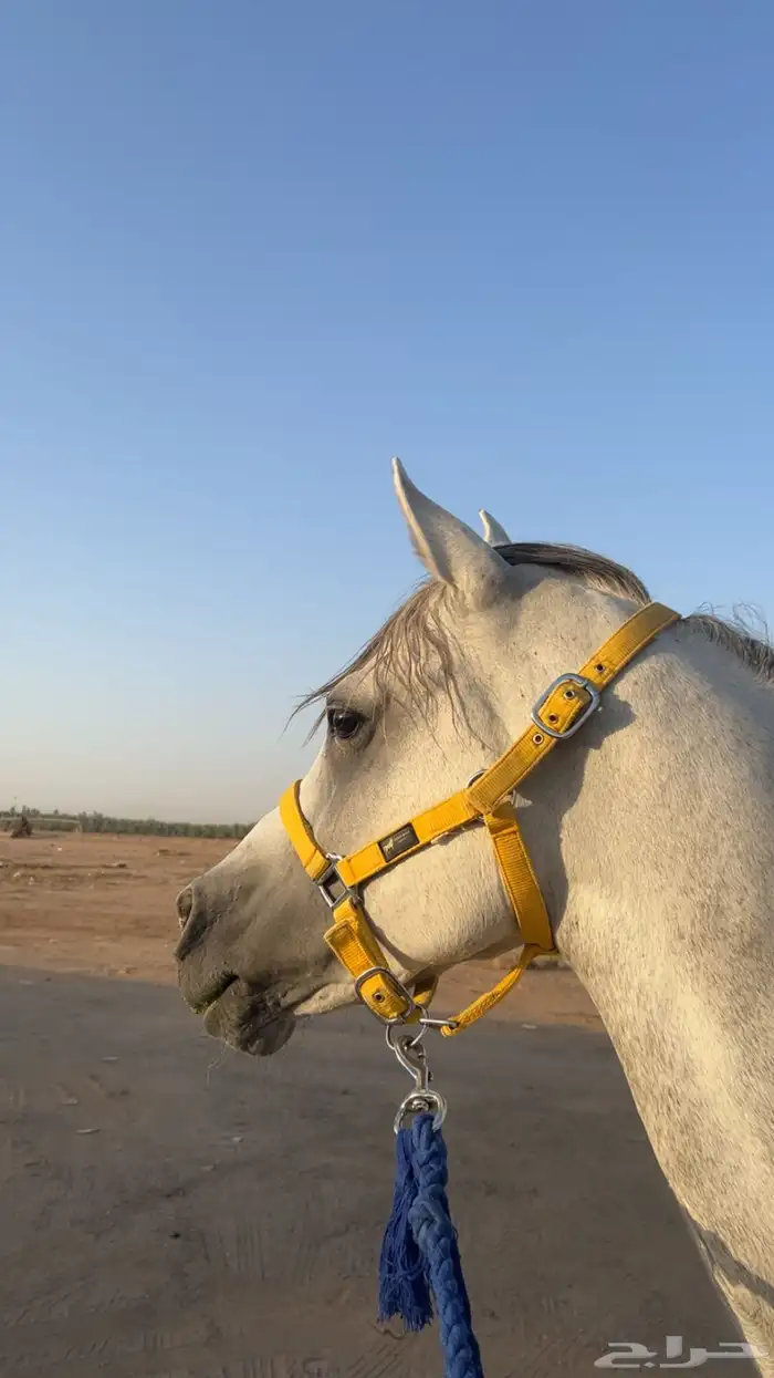 حصان عربي 3