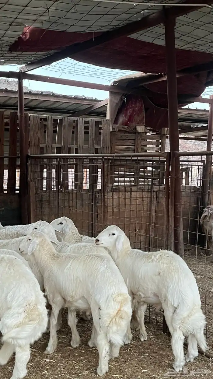 طليان حبصي حري ذبايح فاخر من الاخر 11