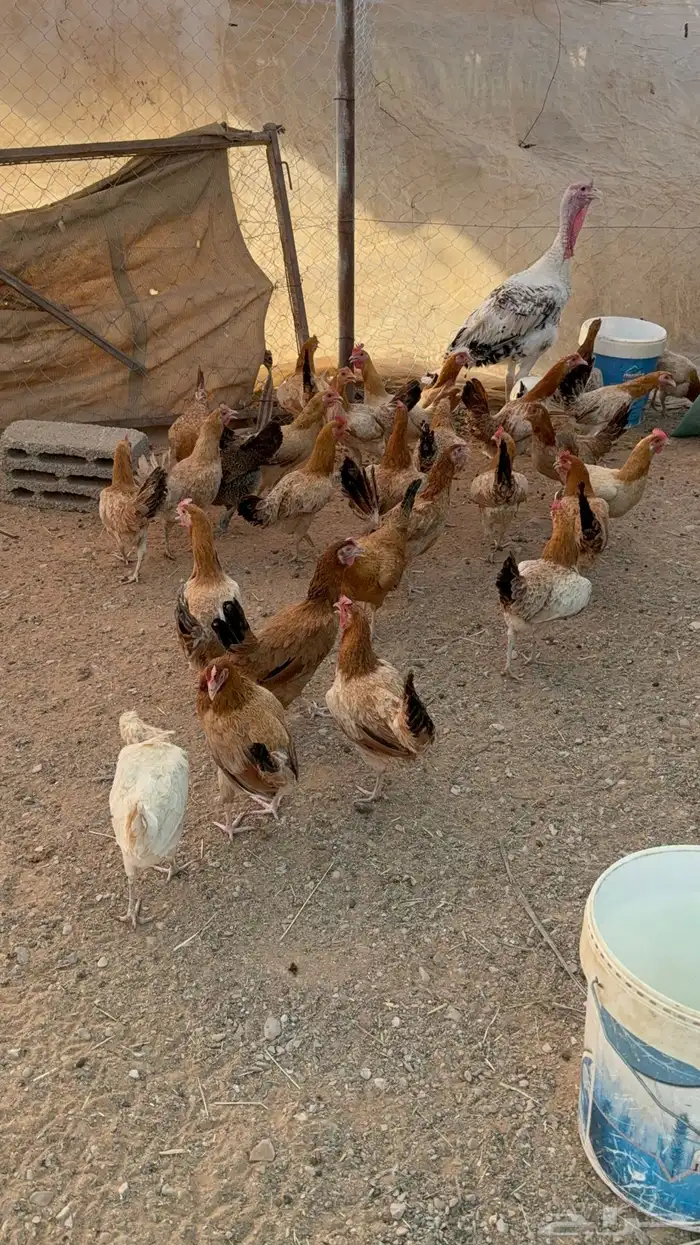 للبيع دجاج بلدي جروم كبار 0