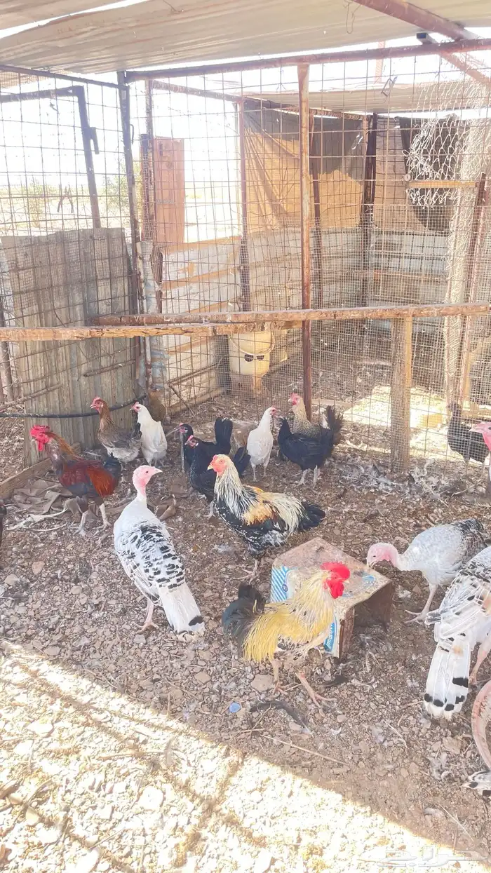 يوجد دجاج بلدي وباكستان وبط و وز و رومي 0