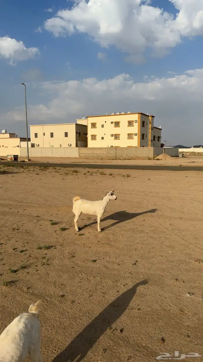 عنقان للبيع صنف 0
