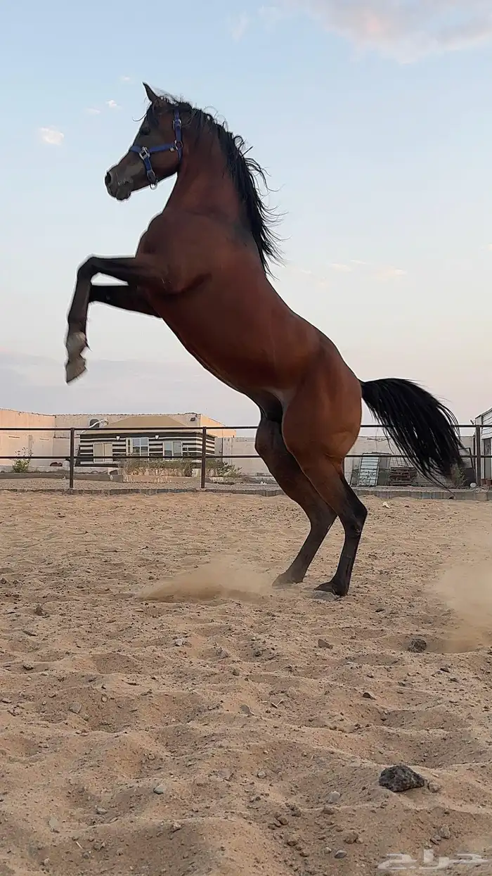 حصان فآخر ولد منصور الأول ابن العالمي مروان الشقب 4