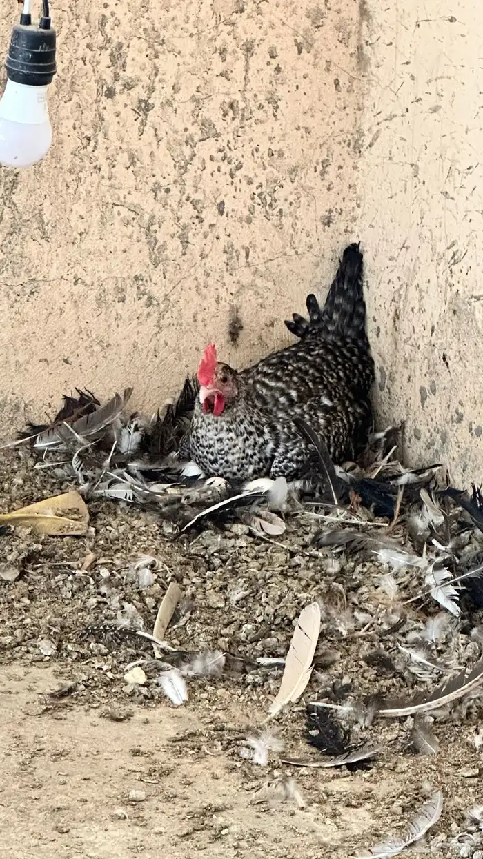 دجاج مشكل عمر بياض 3