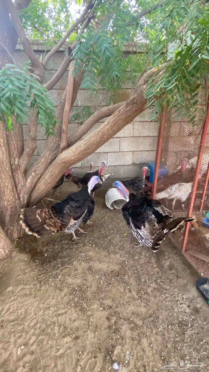 دجاج رومي لاحم وانتاج 1
