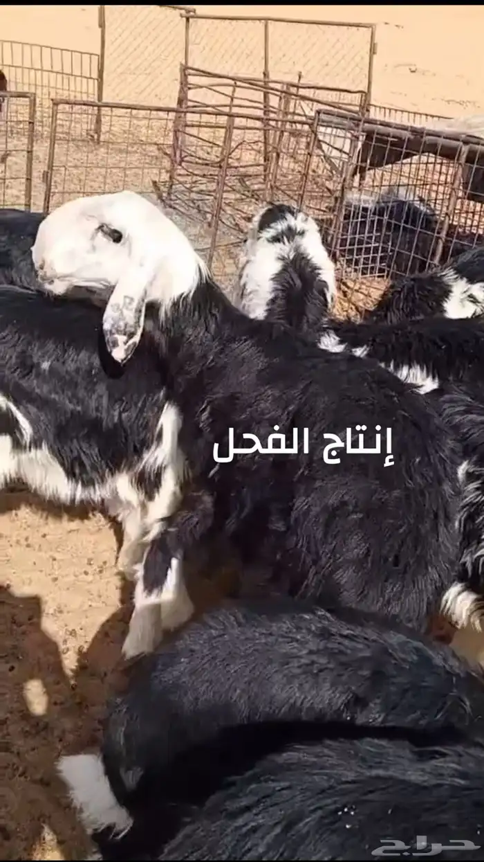 تم البيع فحل نجدي للبيع تم البيع 6
