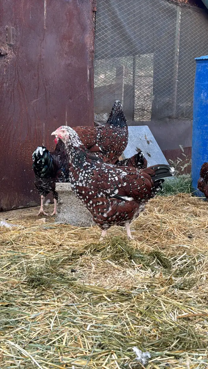 دجاج سوساكس 2