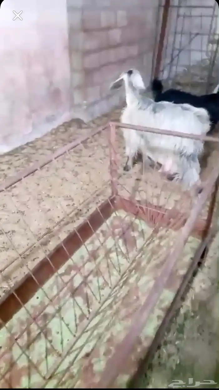 عنز للبيع 2