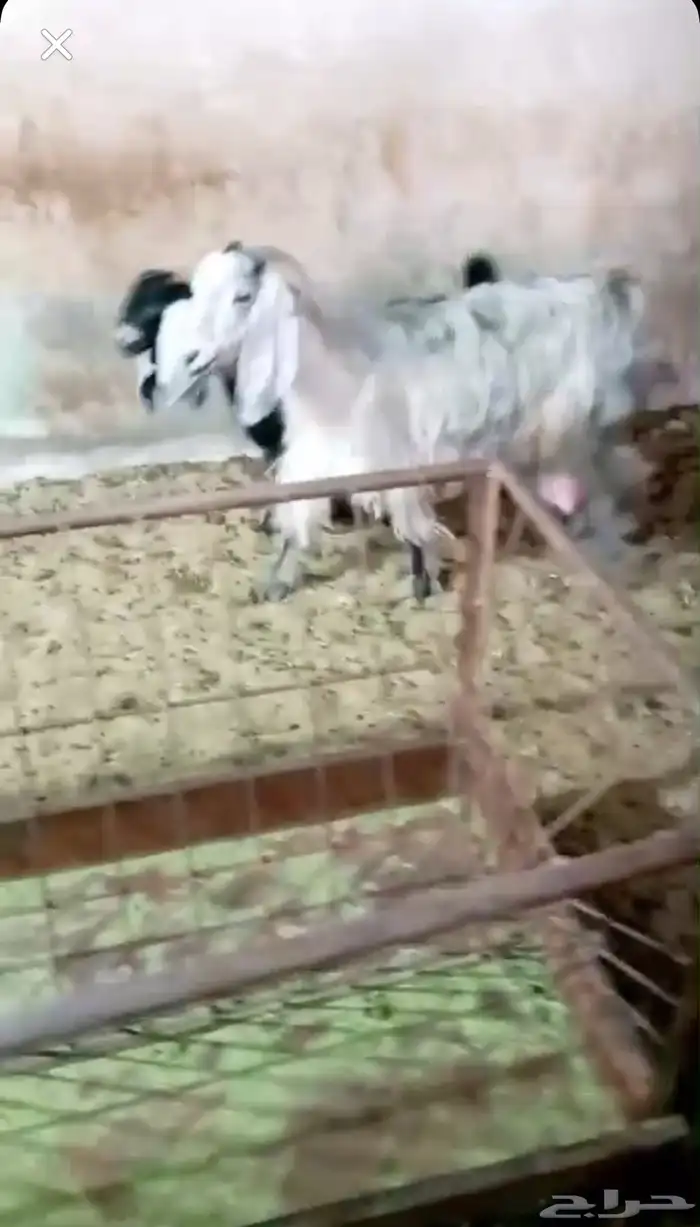 عنز للبيع 1