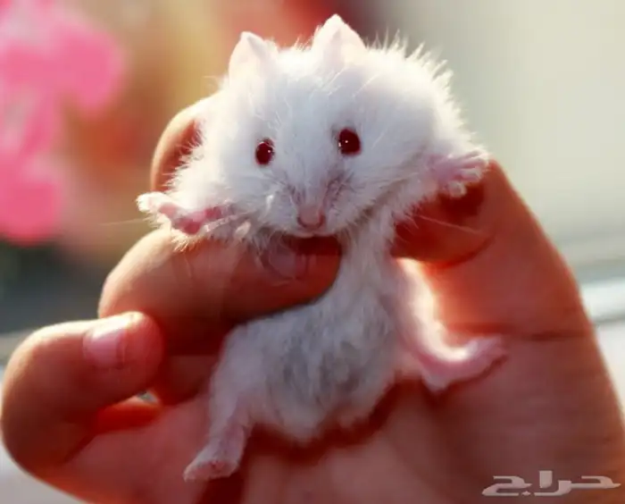 زوج هامستر روسي ابيض عيون حمر مع بيت3 دور 4