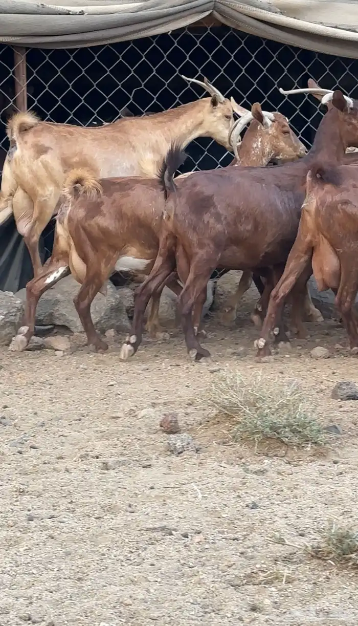 معزا دهم صنف فاخر تم البيع 2