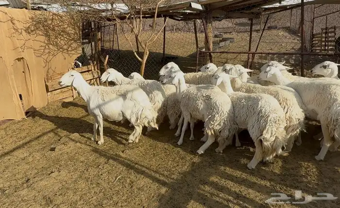 رخاال حريات حرش 9
