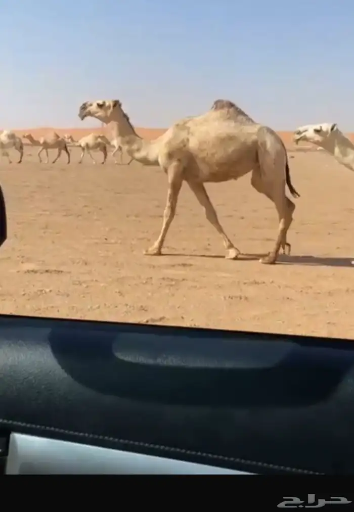 ناقه 0