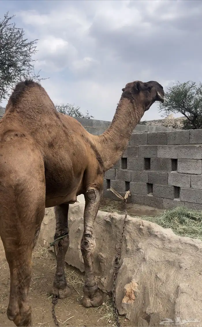 بعير ناب حمر مشروط للبيع 2