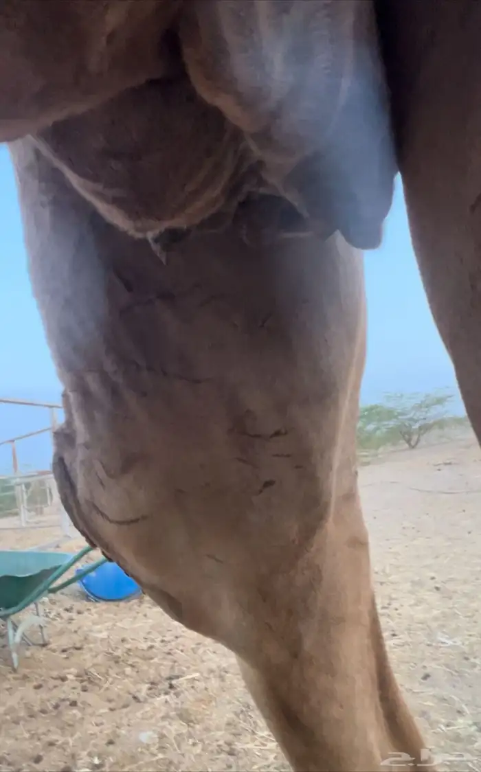 لقحه حمراء 1