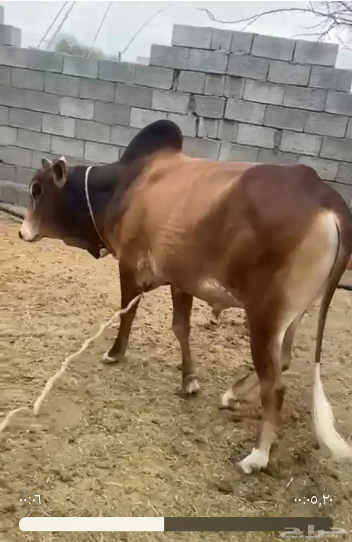 ثور بعمر السنتين والنصف للبيع 0