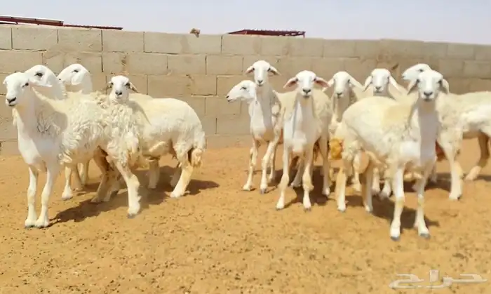 رخال صنف جذعات وثنوات 5