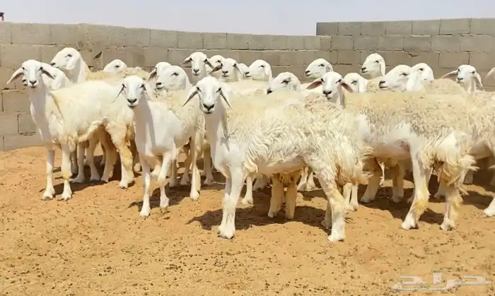 رخال صنف جذعات وثنوات 8