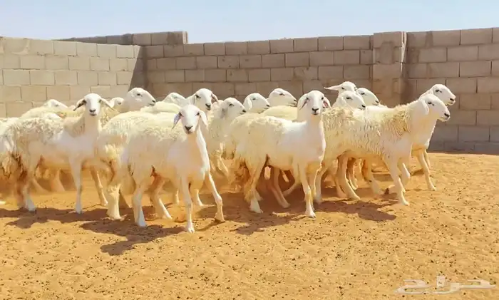 رخال صنف جذعات وثنوات 3