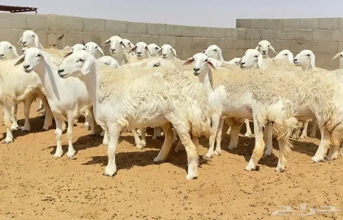 رخال صنف جذعات وثنوات 7
