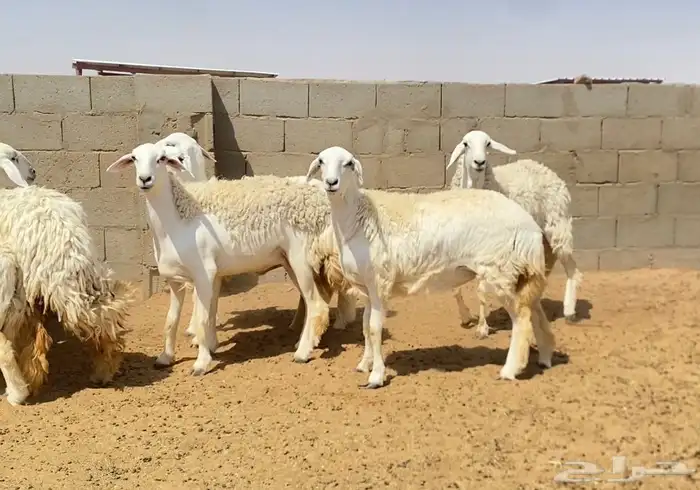 رخال صنف جذعات وثنوات 2