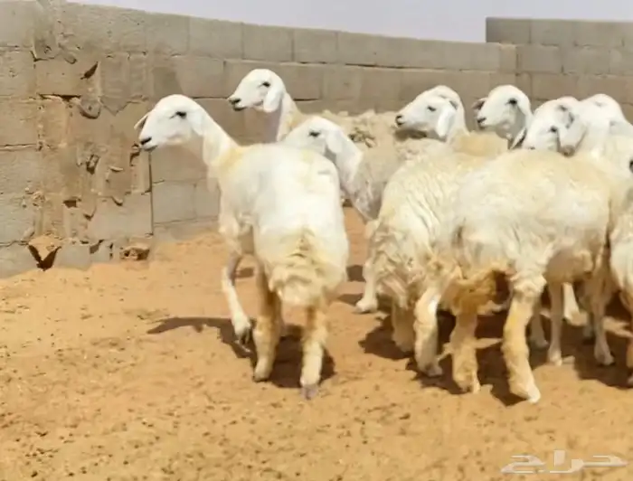 رخال صنف جذعات وثنوات 9