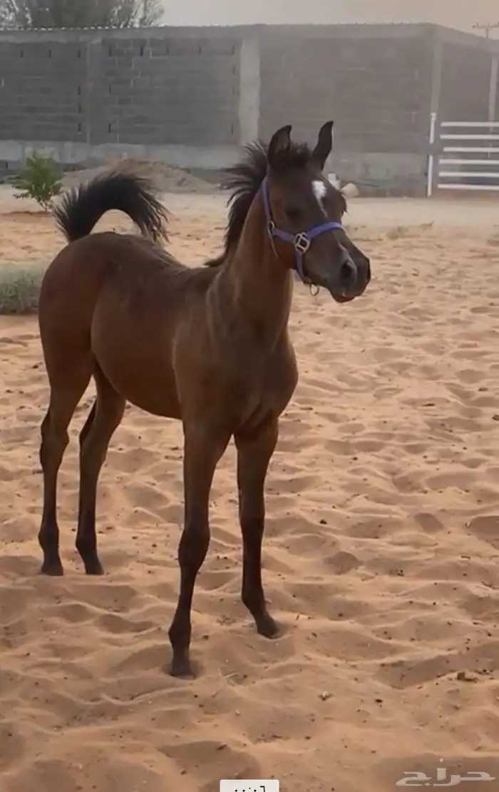 مهر واهو 0