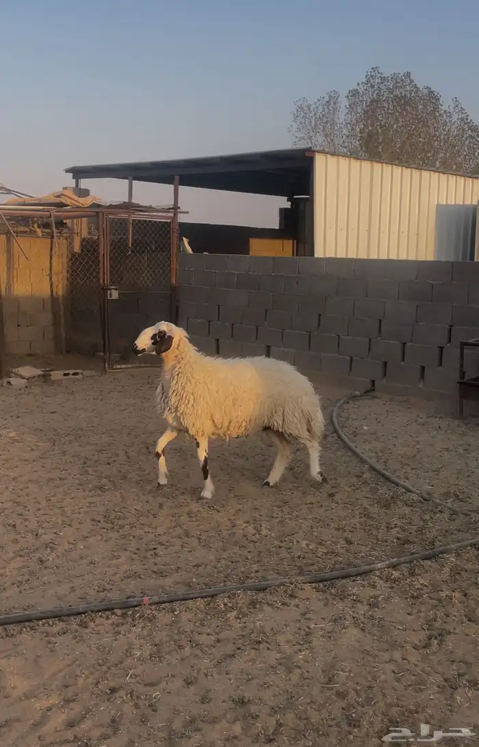 ثنيه نعيميه حايل 1