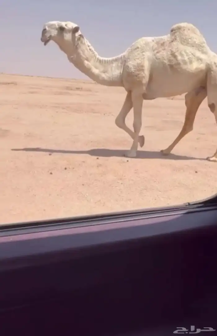 جمل اوضح 0