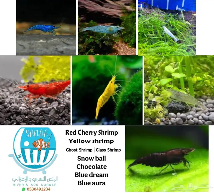 شريمب نهري ازرق _ اصفر فاتح _ سنوبول 0