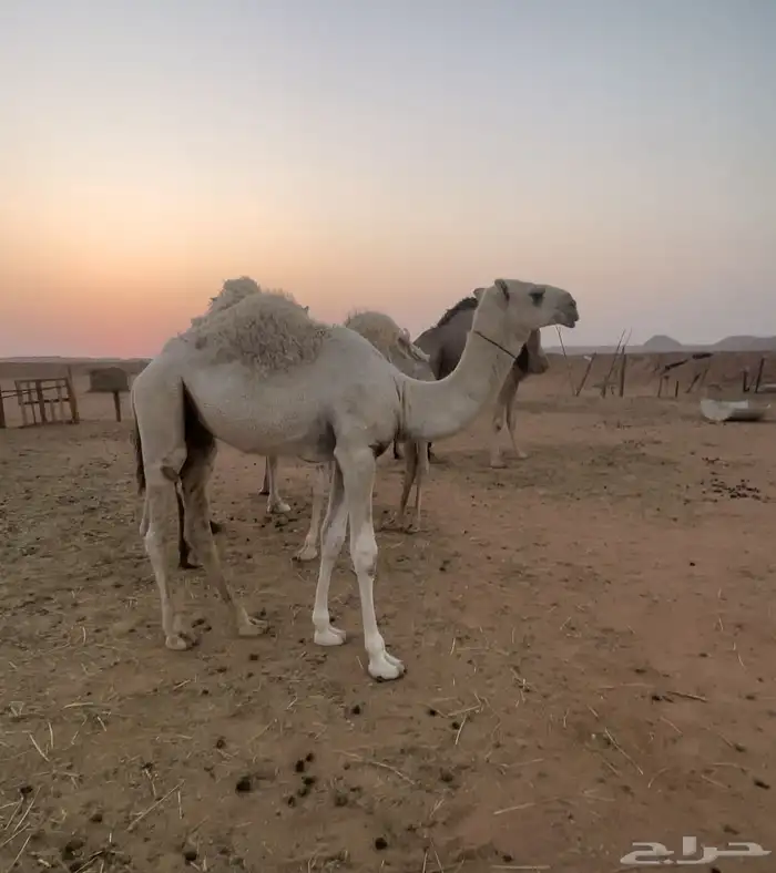 قعود أوضح حوار كفو باتلي 0