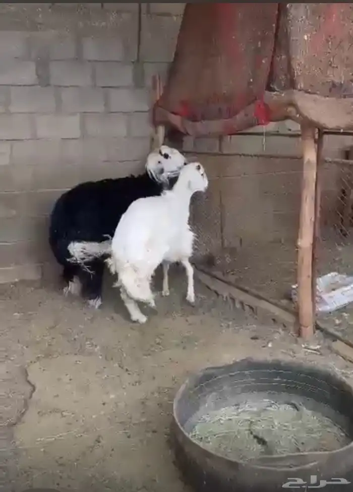 طليان مغلقه شحم 0