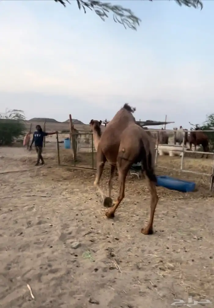 لقحه حمراء 3