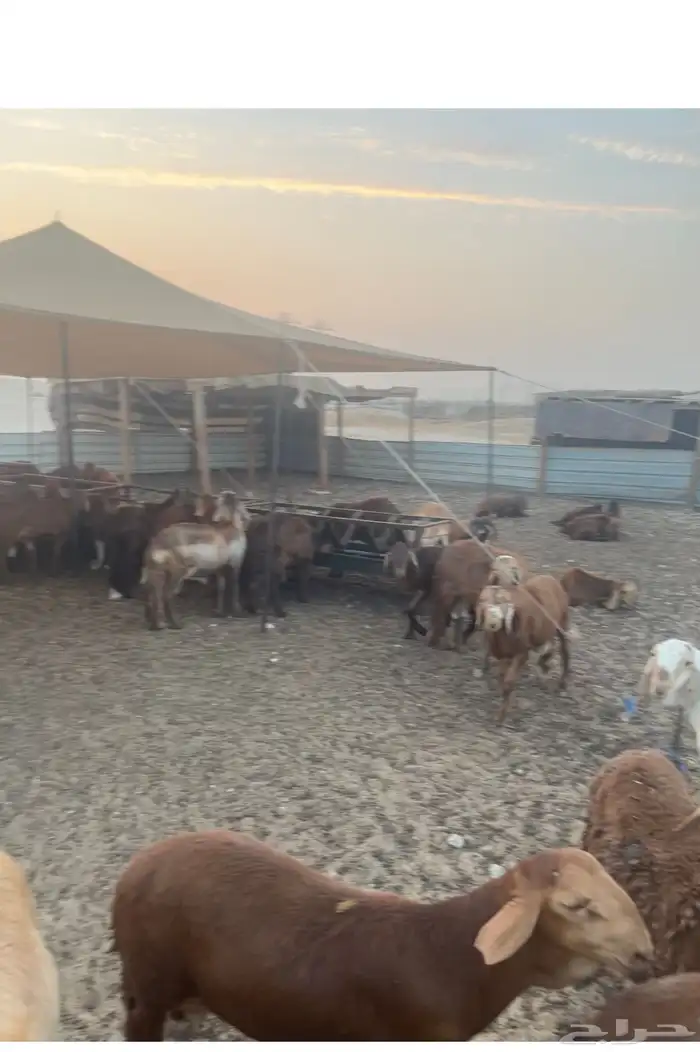 سواكني جاهز محصن مطعوم على شعير وبروتين 3 شهور 55 راس 1