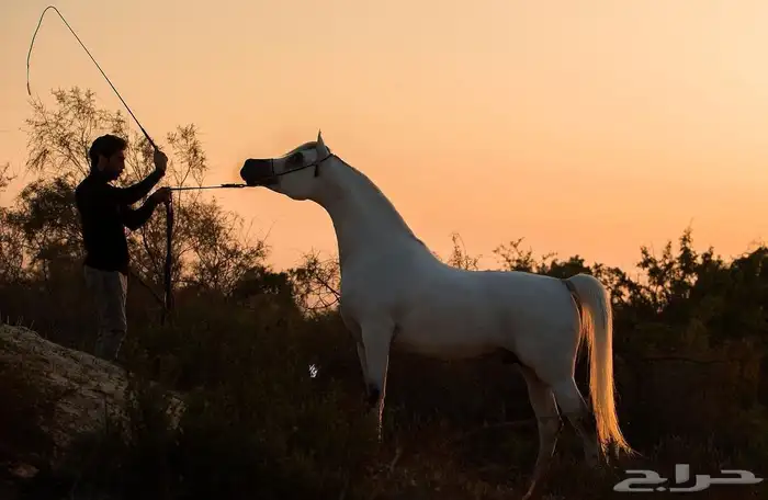 فرس عربية واهو باوراق معها مهر 3