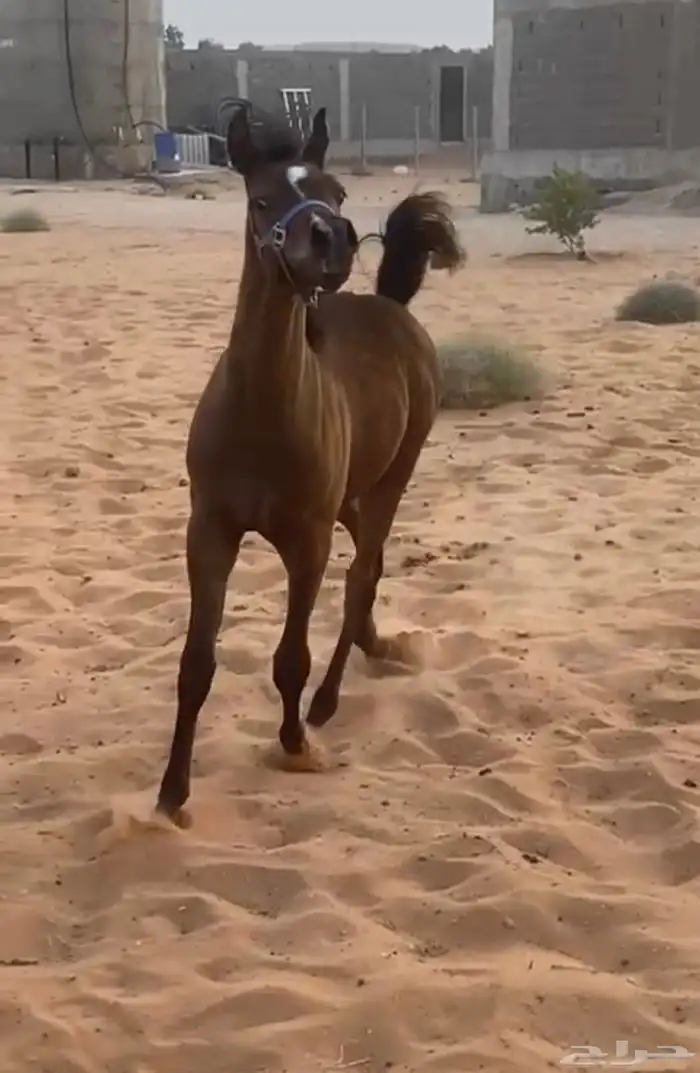 مهر واهو 1