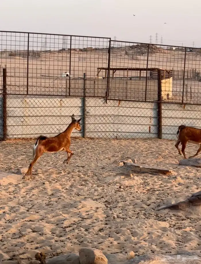 عنز دافع هجين و عل درجة أولى فى الانتاج والهجين 9